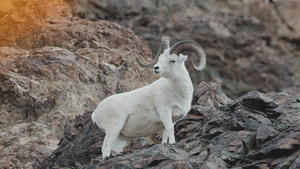 How to train for a sheep hunt